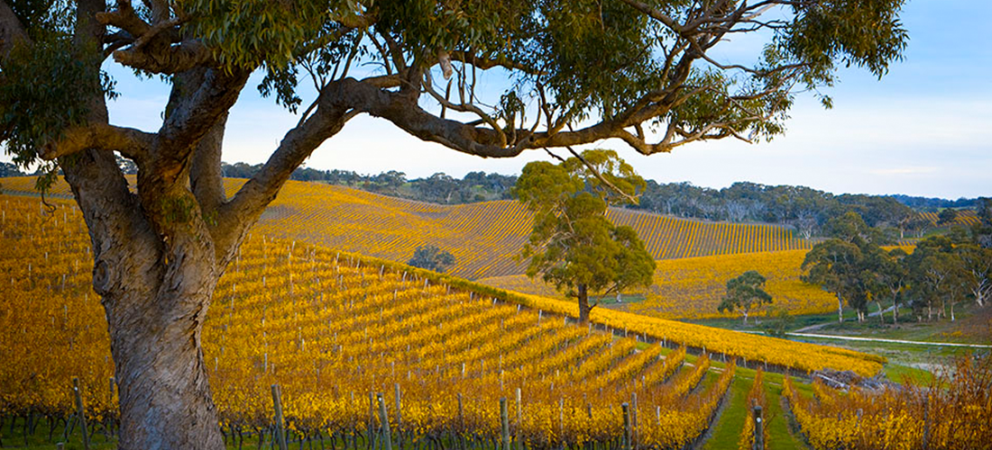 Longview vineyard